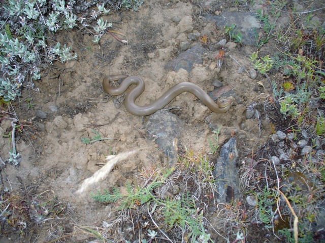 rubber-boa-640