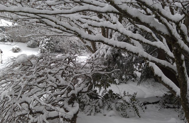 jan182012-snow