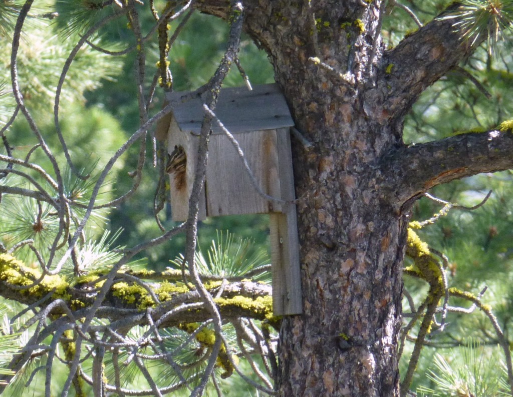 Three-Munks-Looking-out-croped