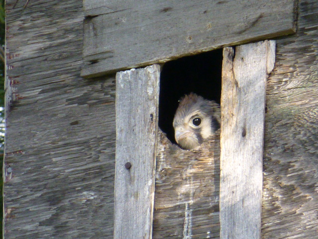 best-falcon-chick
